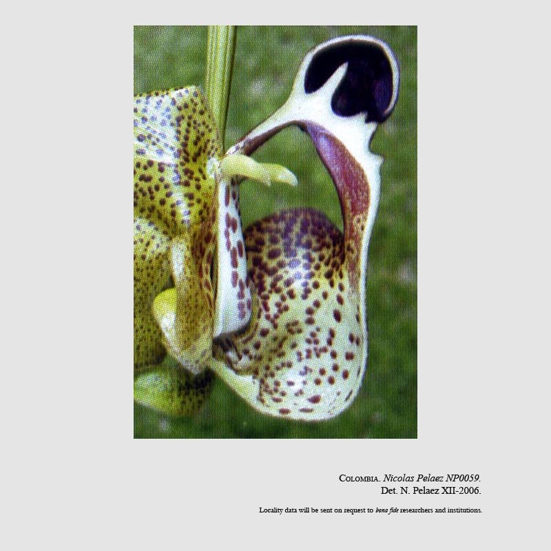 Coryanthes villegasiana